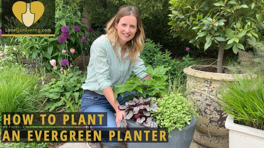 How To Plant an Evergreen Planter with Katie Rushworth