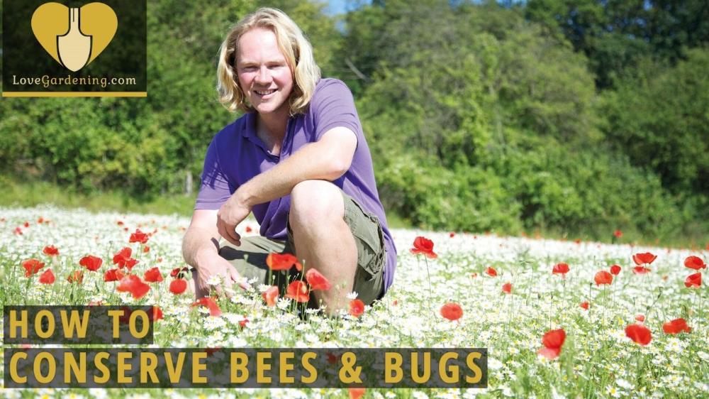 How To Conserve Bugs & Bees with Chris Myers